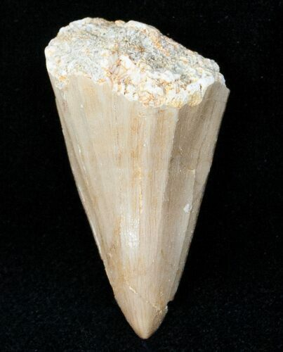 Fossil Mosasaurus Tooth #12446